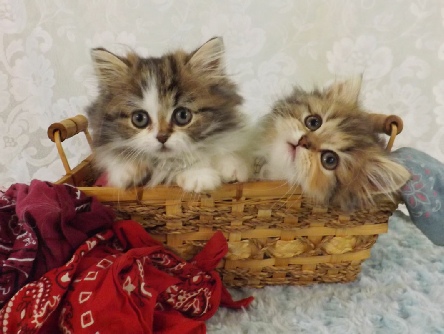 minuet kittens for sale