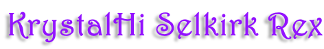 KrystalHi Selkirk Rex